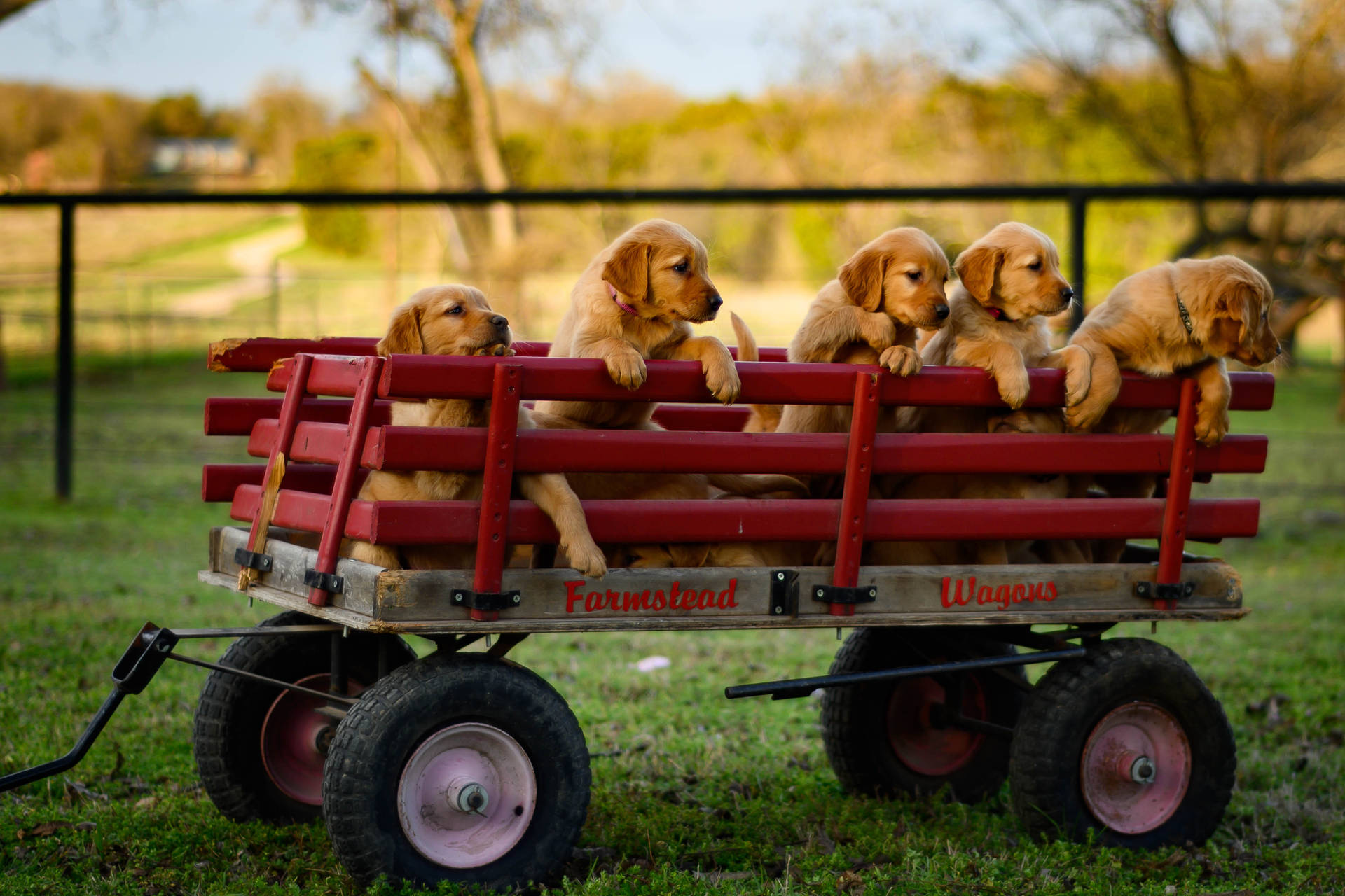 Red Wagon Golden Retriever Puppies Background