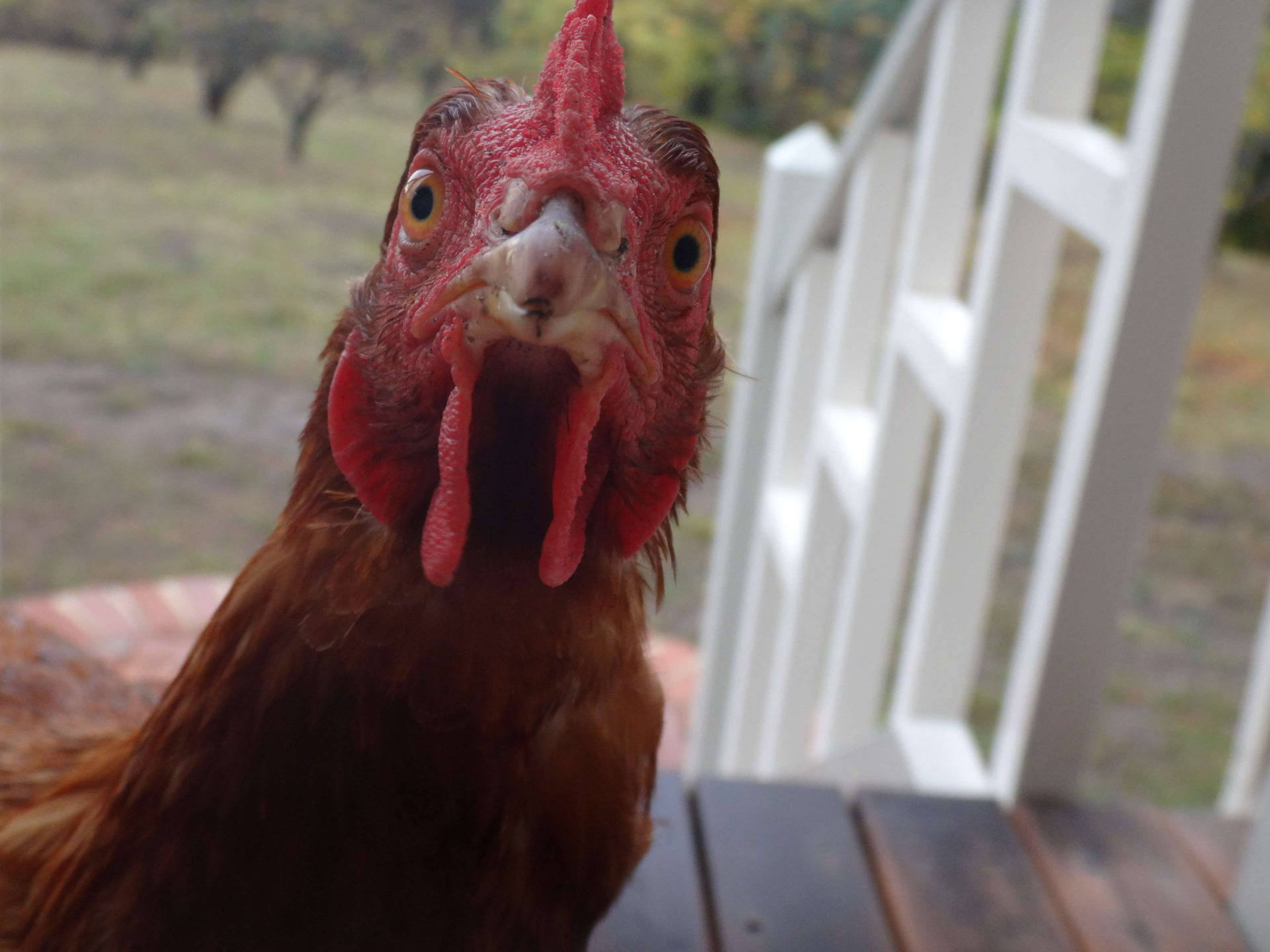 Red Wattles Hen Background