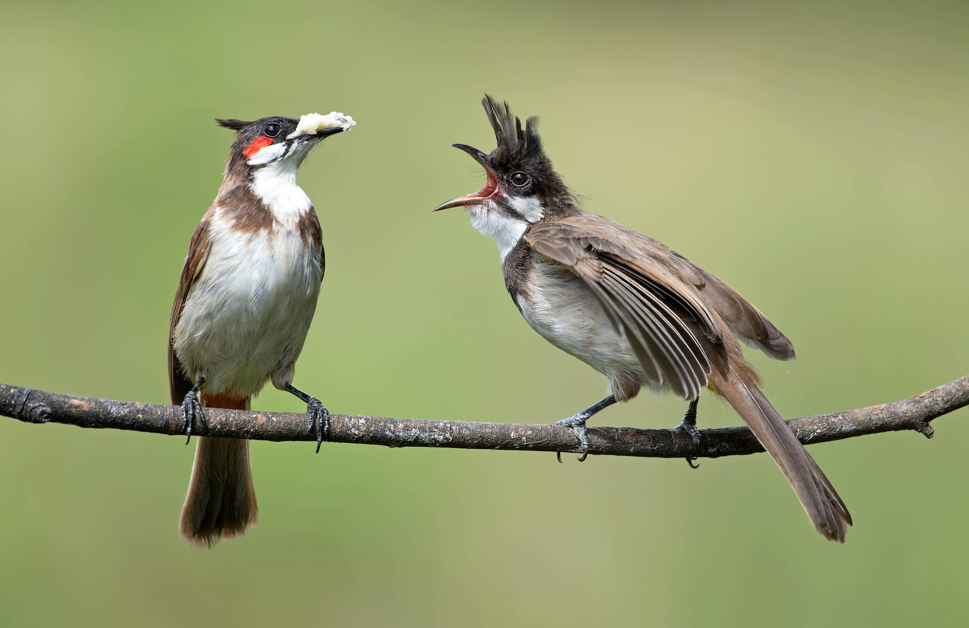 Red-whiskered Bulbul Birds In Nature Background