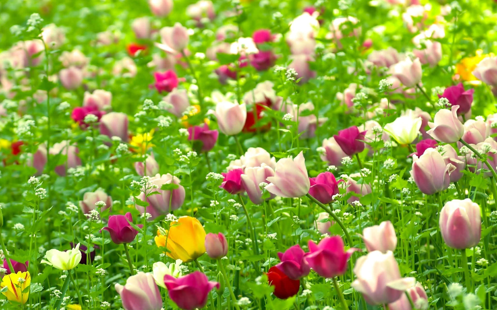 Red White Pink Flowers Nature