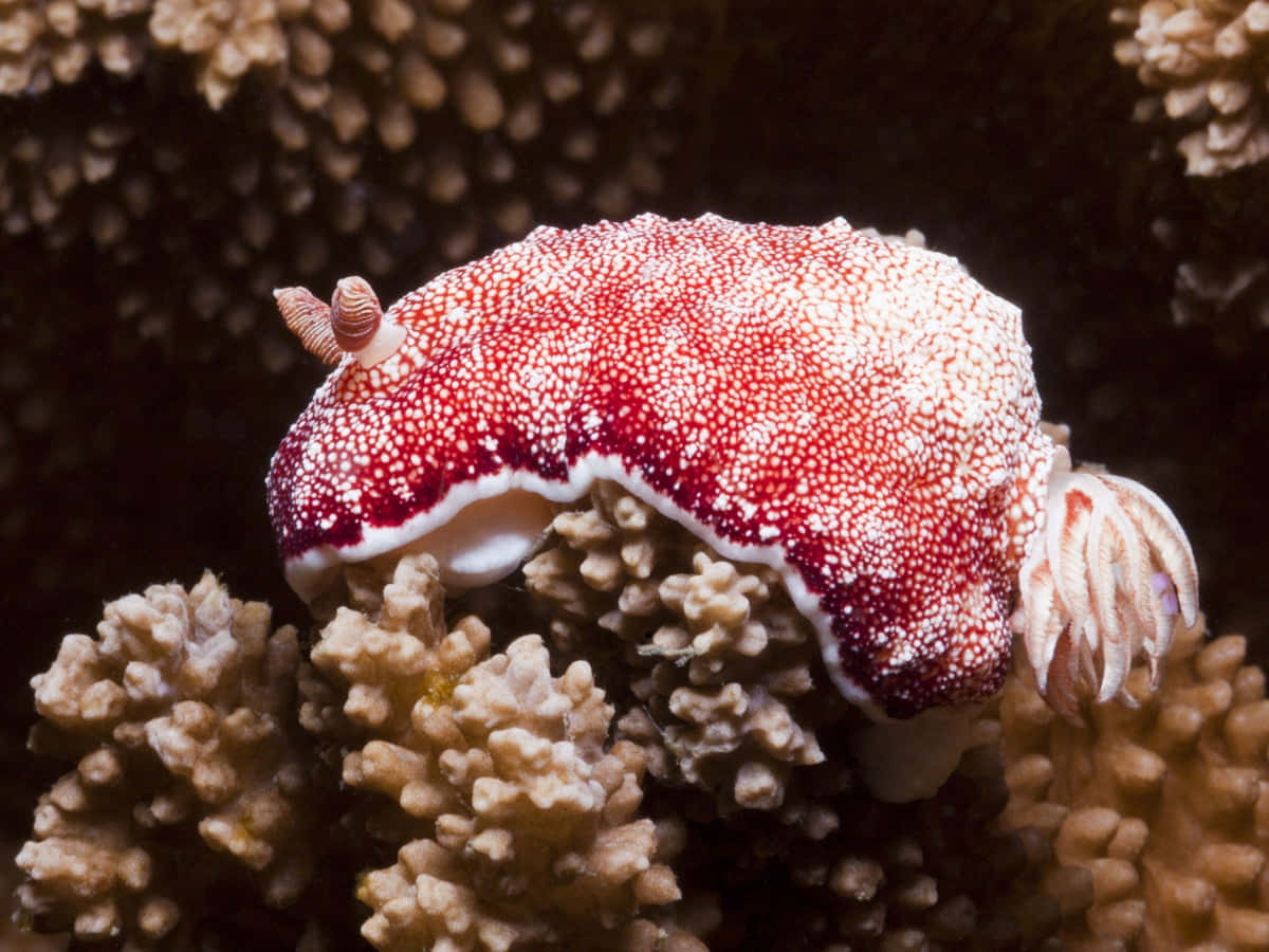 Red White Sea Slugon Coral Background