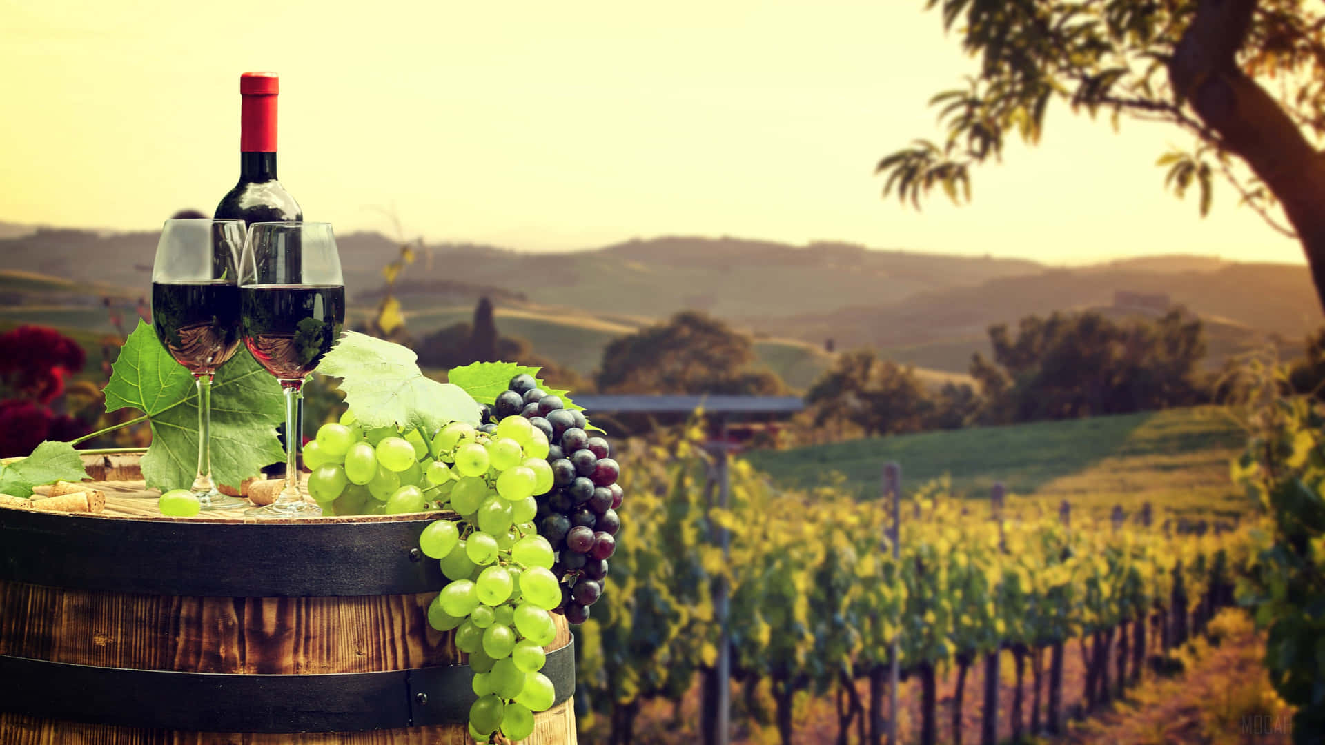 Red Wine In Vineyard Background