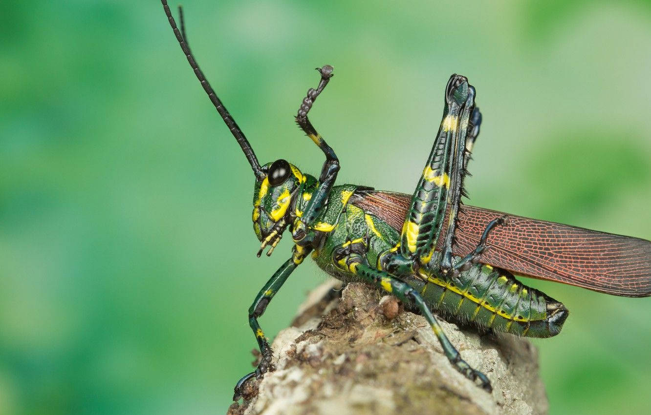 Red-winged Grasshopper Background