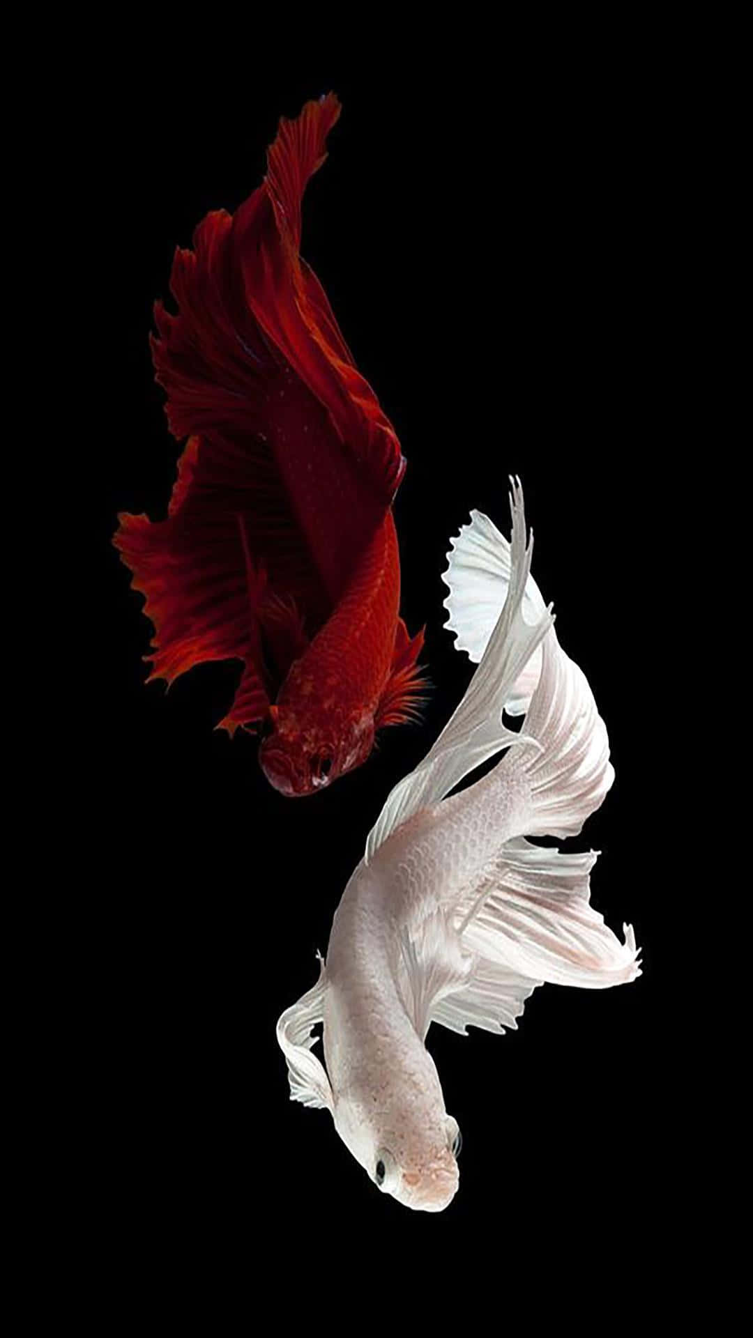Redand White Betta Fish Dance Background