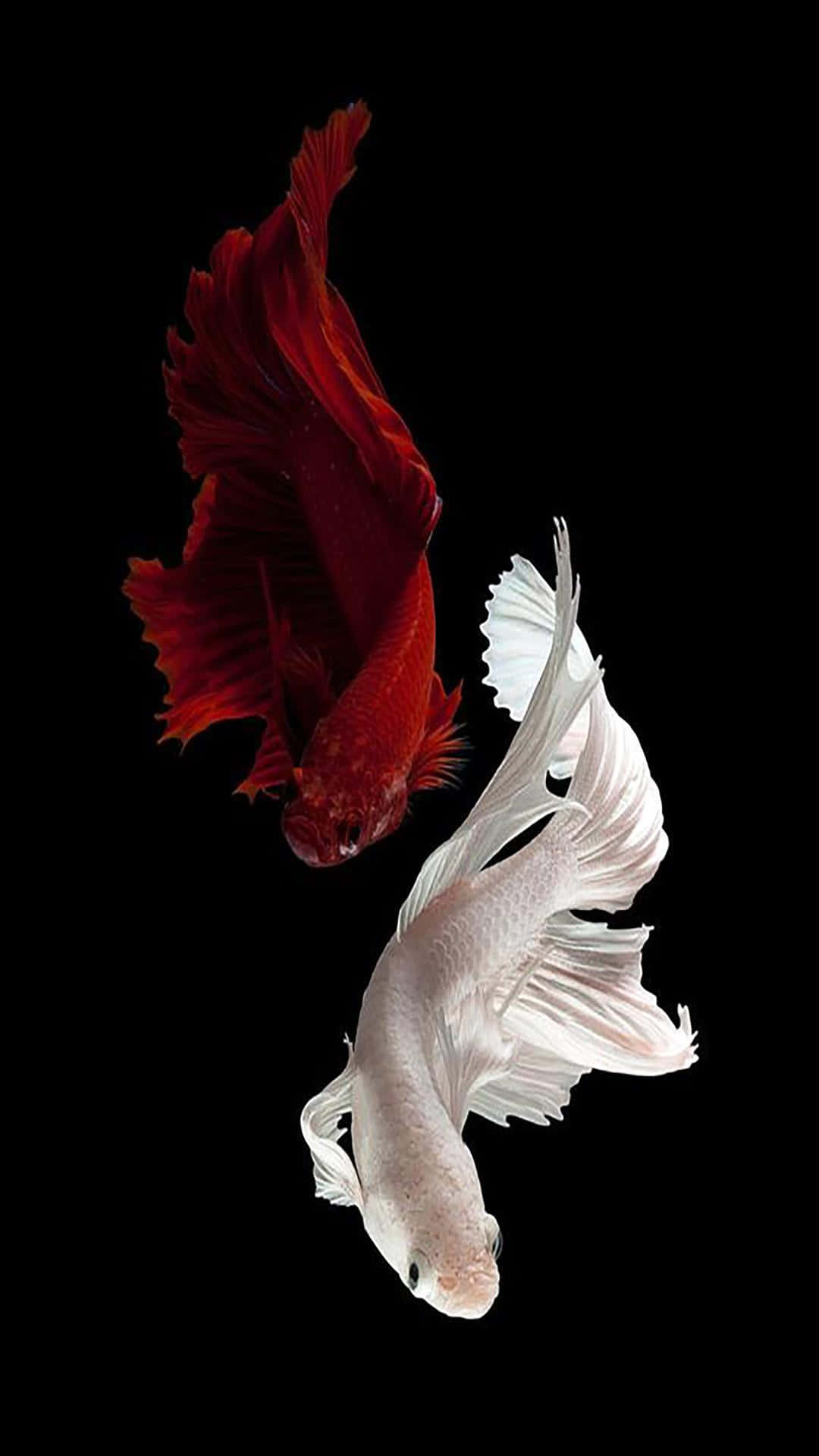 Redand White Betta Fish Dance