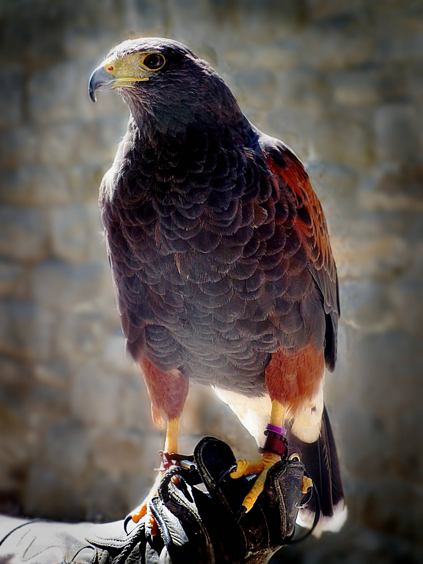 Reddish Falcon On Hand Background