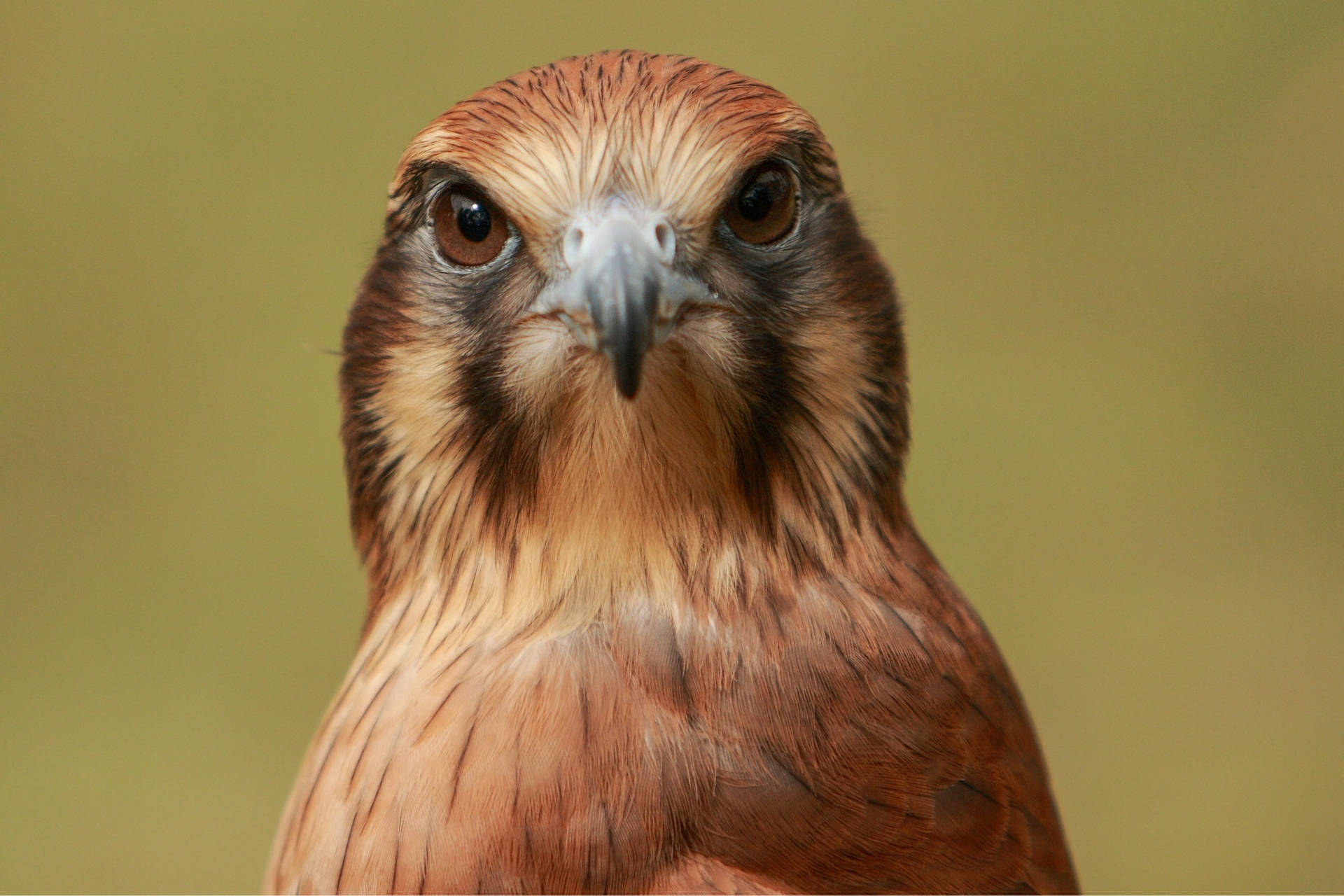 Reddish Feathered Falcon Background