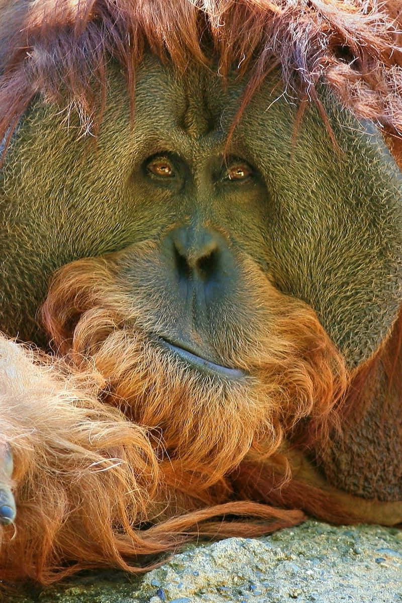 Reddish Flowing Hair Orangutan Background