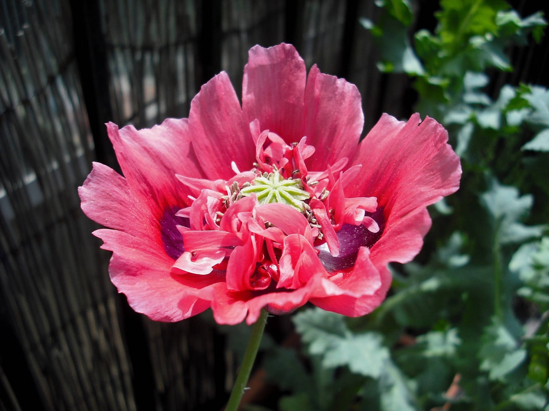 Reddish Pink Opium Poppy Background