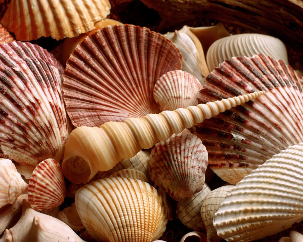 Reddish Seashells In A Pile Background