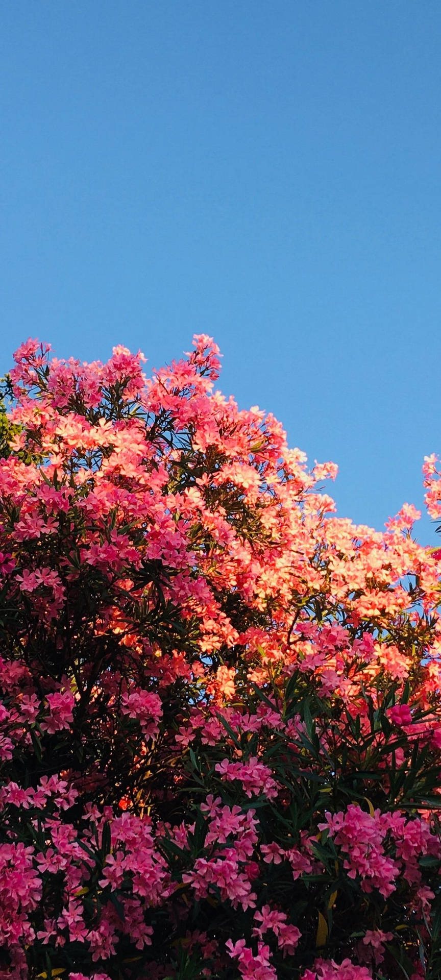 Redmi Note 10 Blooming Pink Flowers