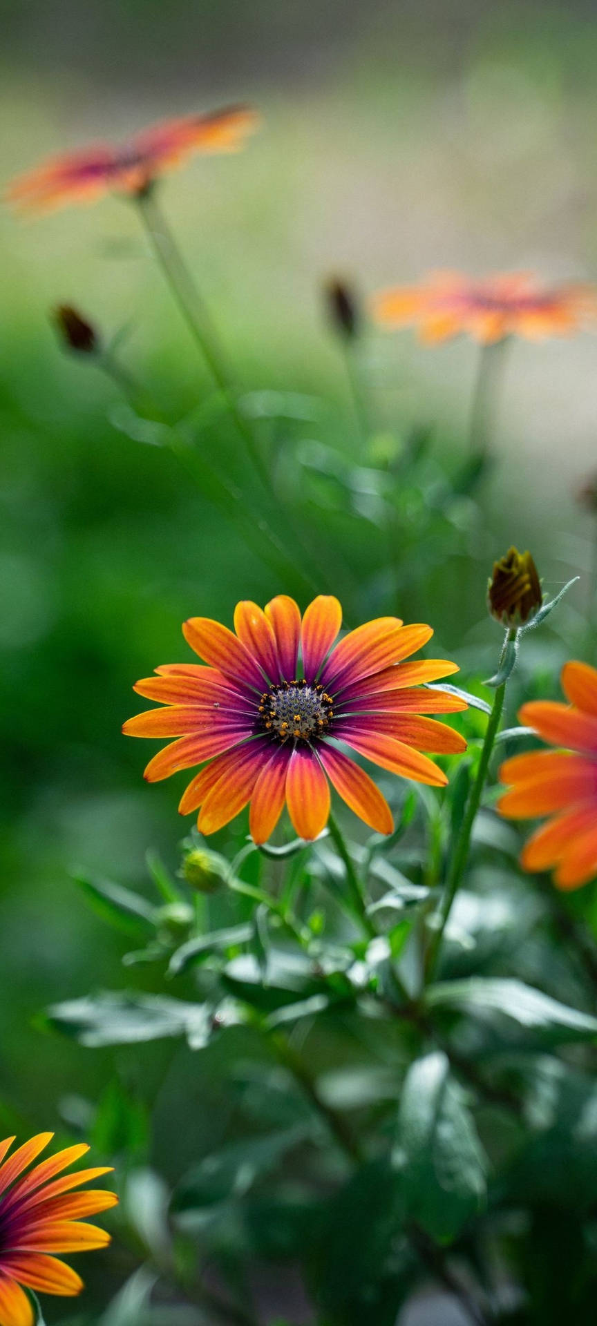 Redmi Note 10 Capturing The Beauty Of An African Daisy Background