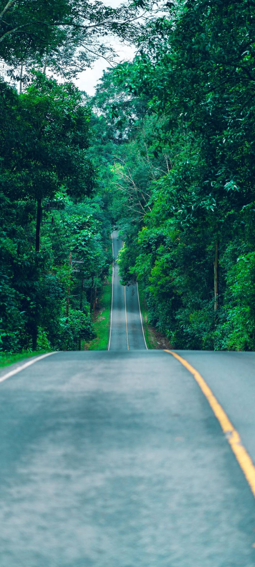 Redmi Note 10 Long Forest Road Background