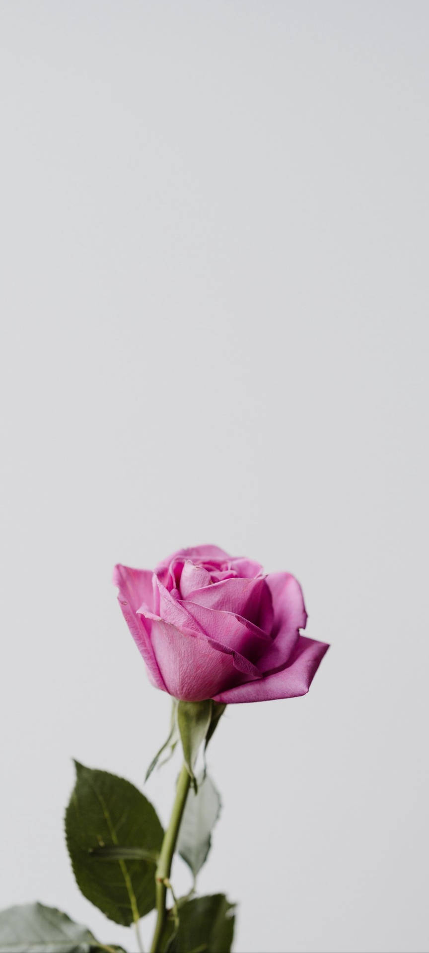 Redmi Note 10 Pink Rose Background