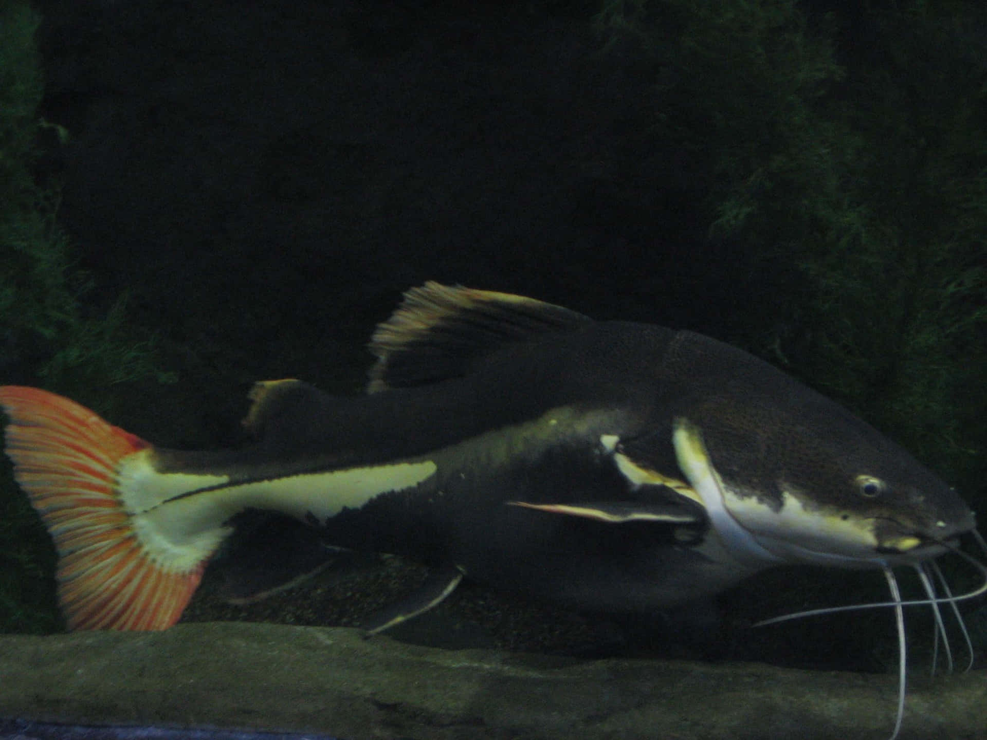 Redtail Catfish Background