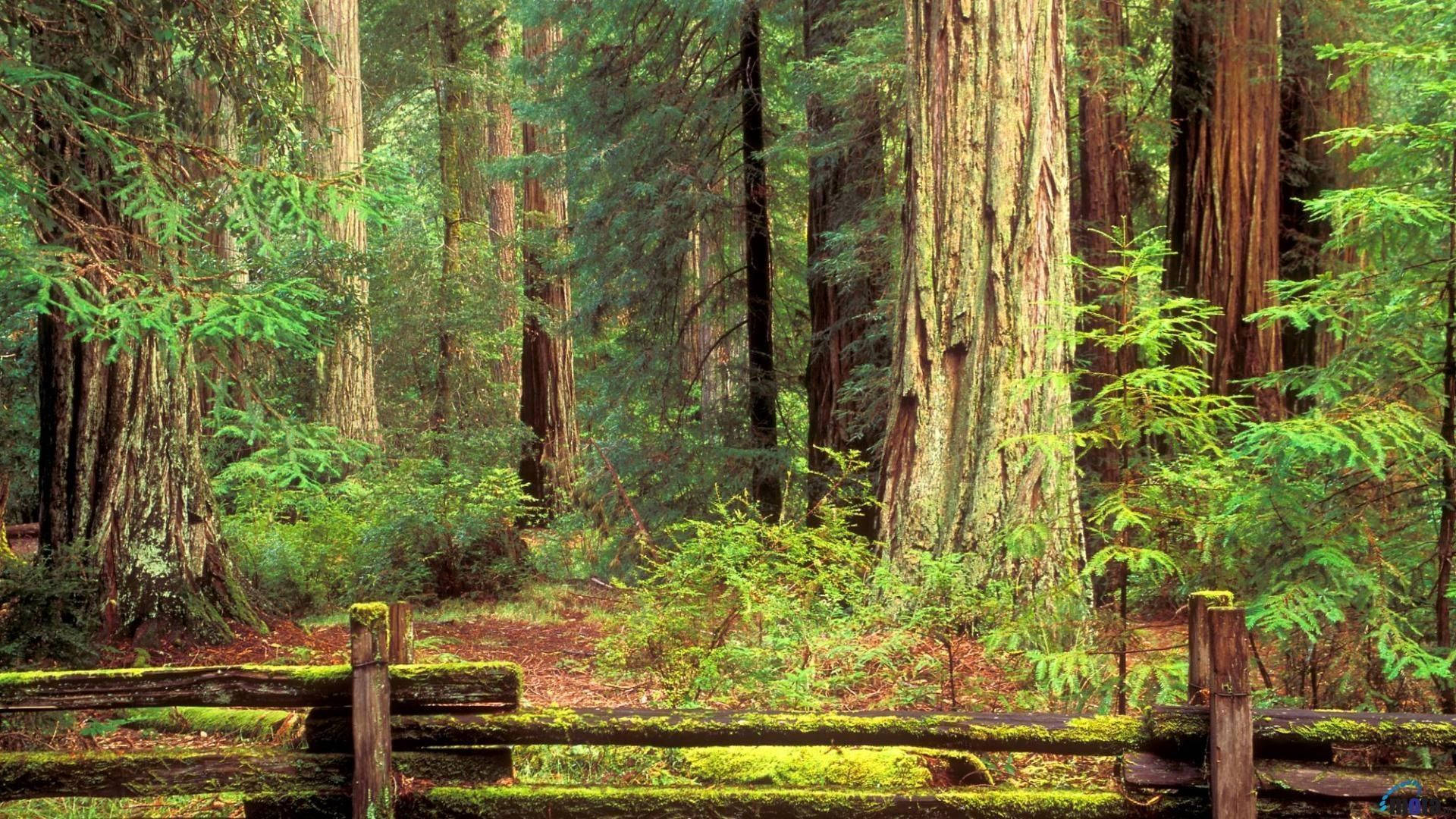 Redwood Forest Behind The Fence Background
