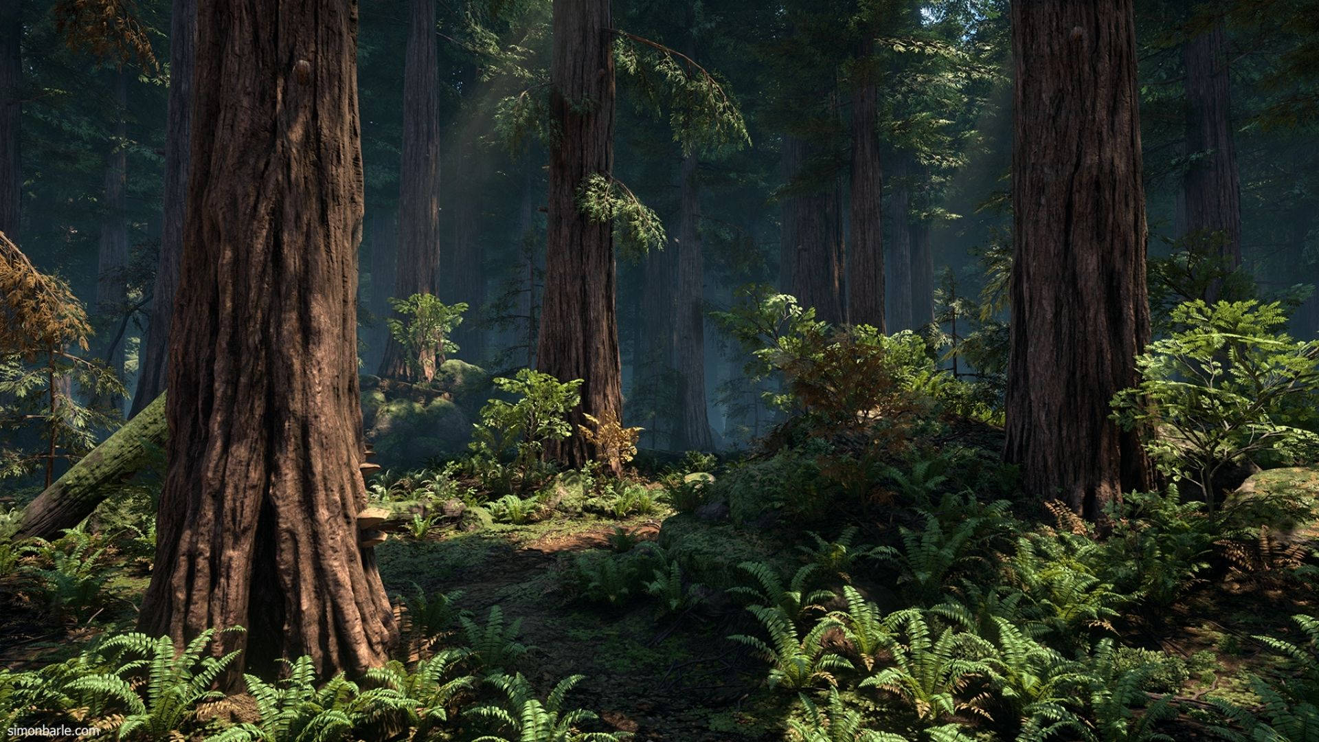 Redwood Forest In The Dark Background