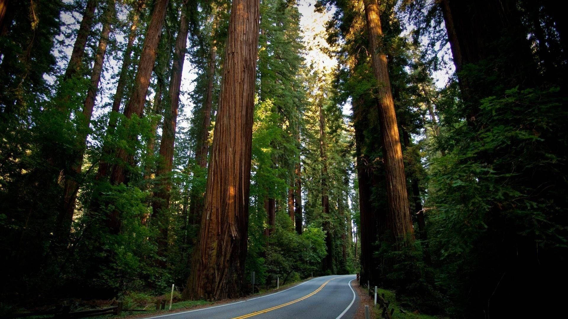 Redwood Forest On A Road Background