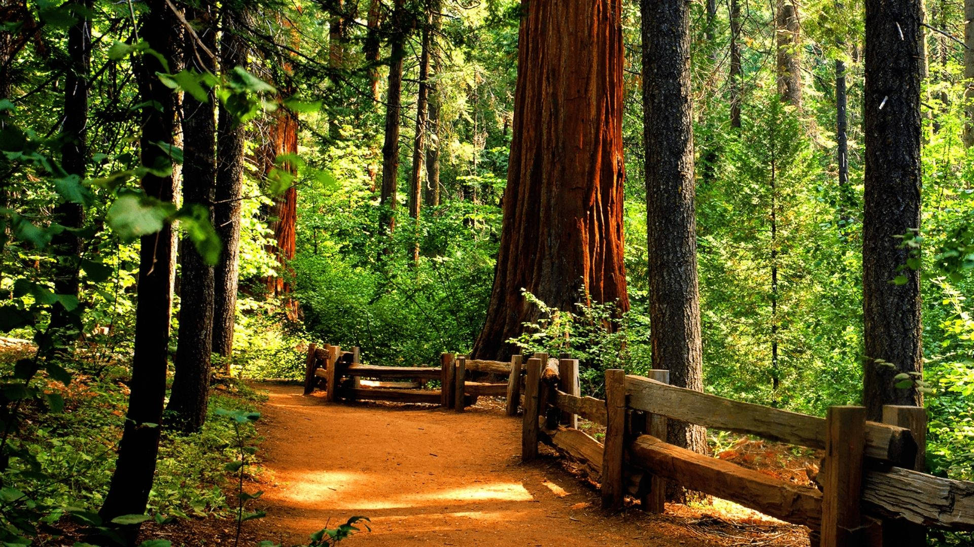 Redwood Forest Tourists' Way Background