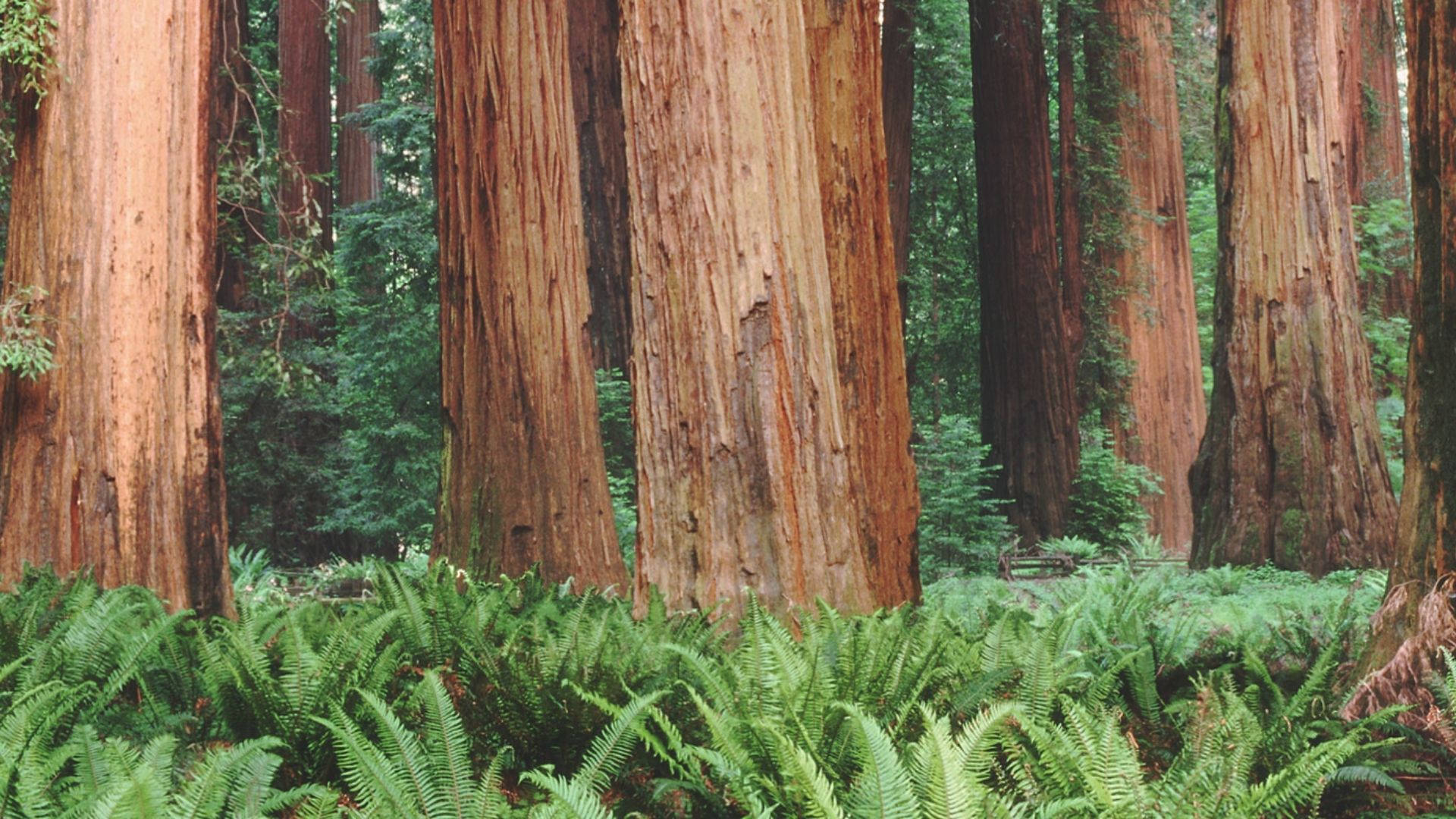 Redwood Forest Trees Behind Plants Background