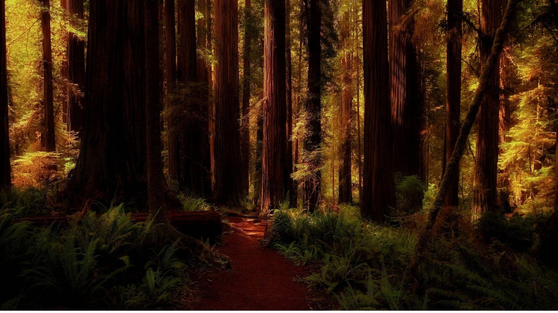 Redwood Forest Twilight