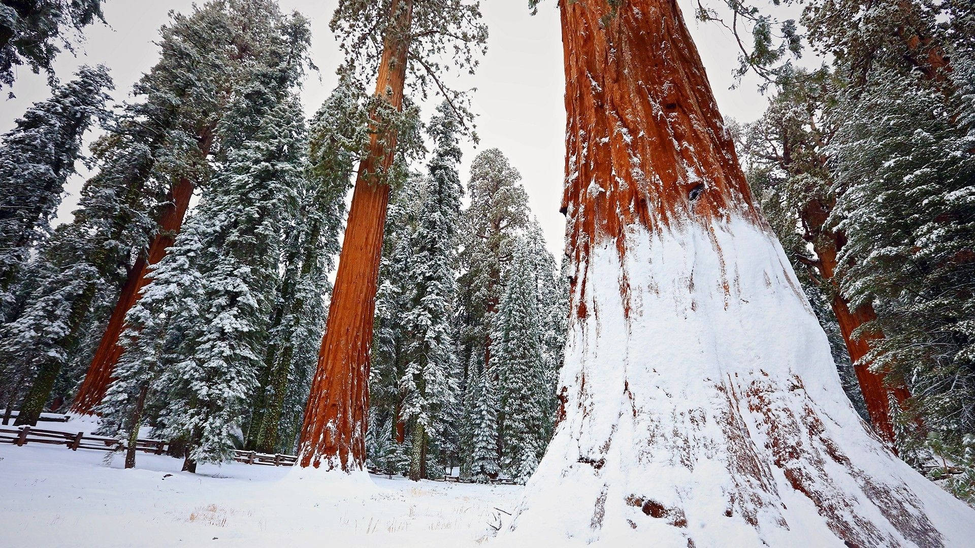 Redwood Forest With Snow Background