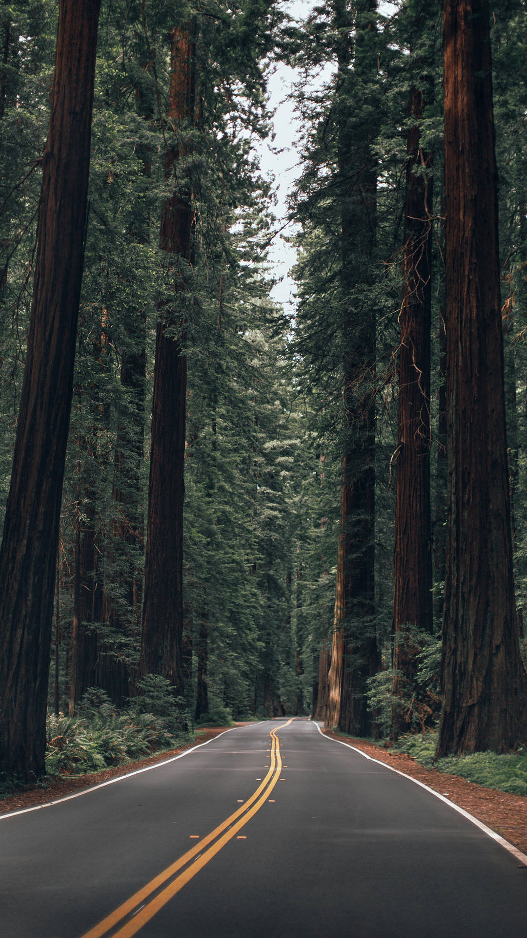 Redwood National And State Parks Iphone California Background