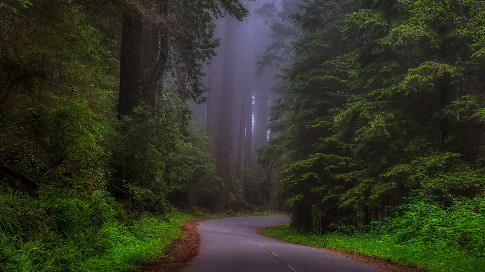 Redwood National Park Dense Foggy Forest