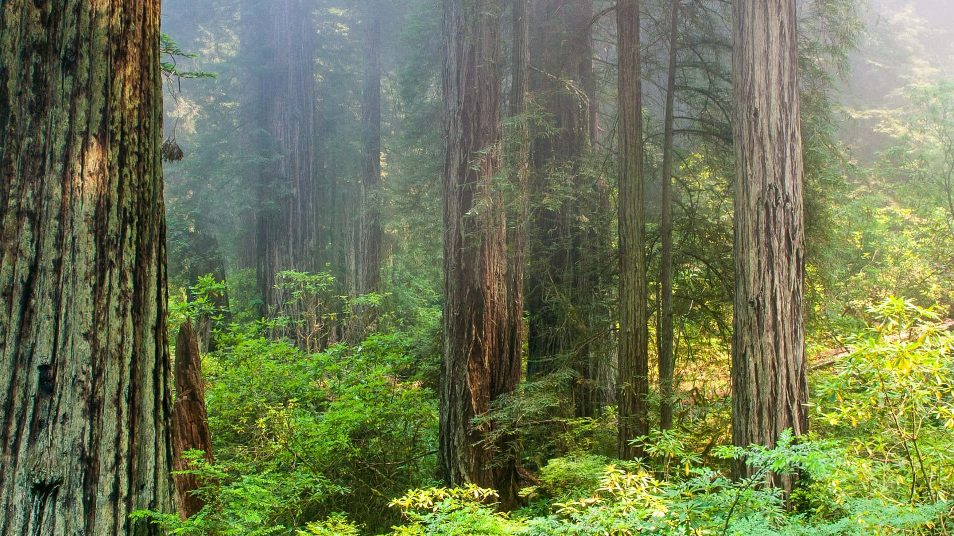 Redwood National Park Dense Forest Background