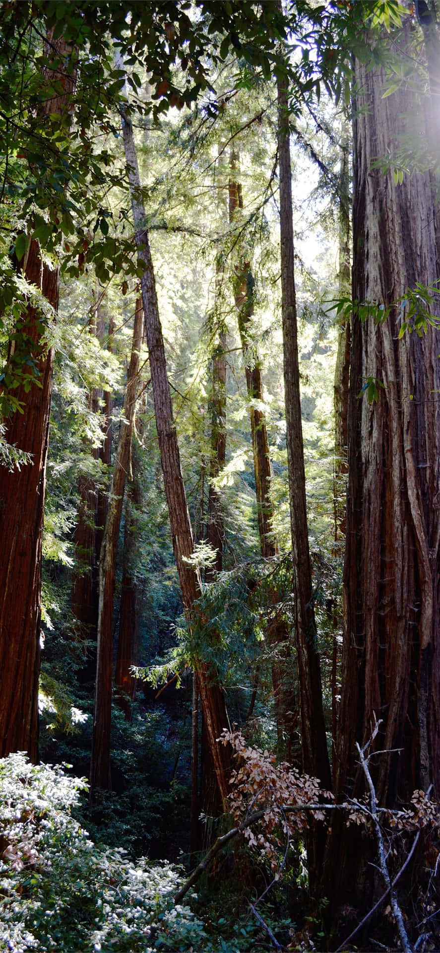 Redwood National Park Dense Wooden Forest Background