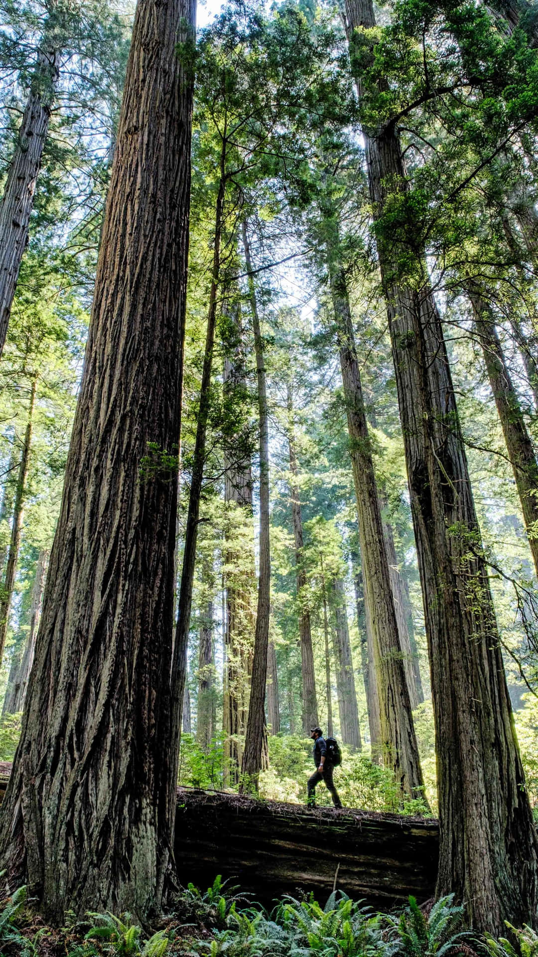 Redwood National Park Famous Hiking Trail Background