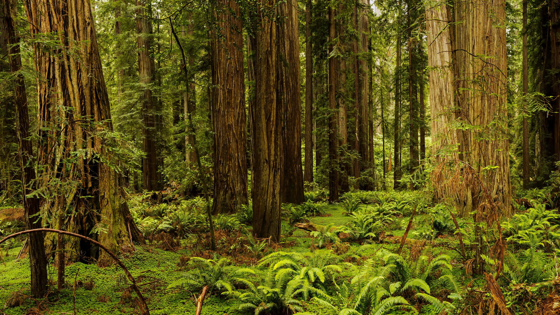 Redwood National Park Fern Covered Forest Background