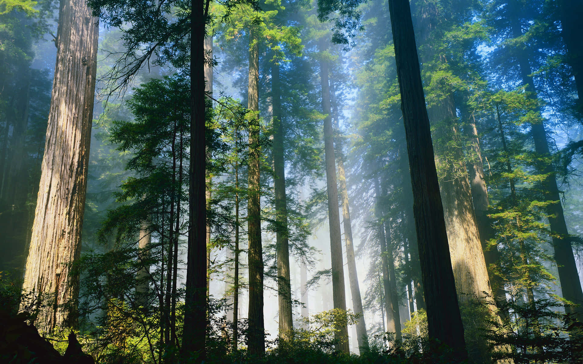 Redwood National Park Foggy Forest Canopy