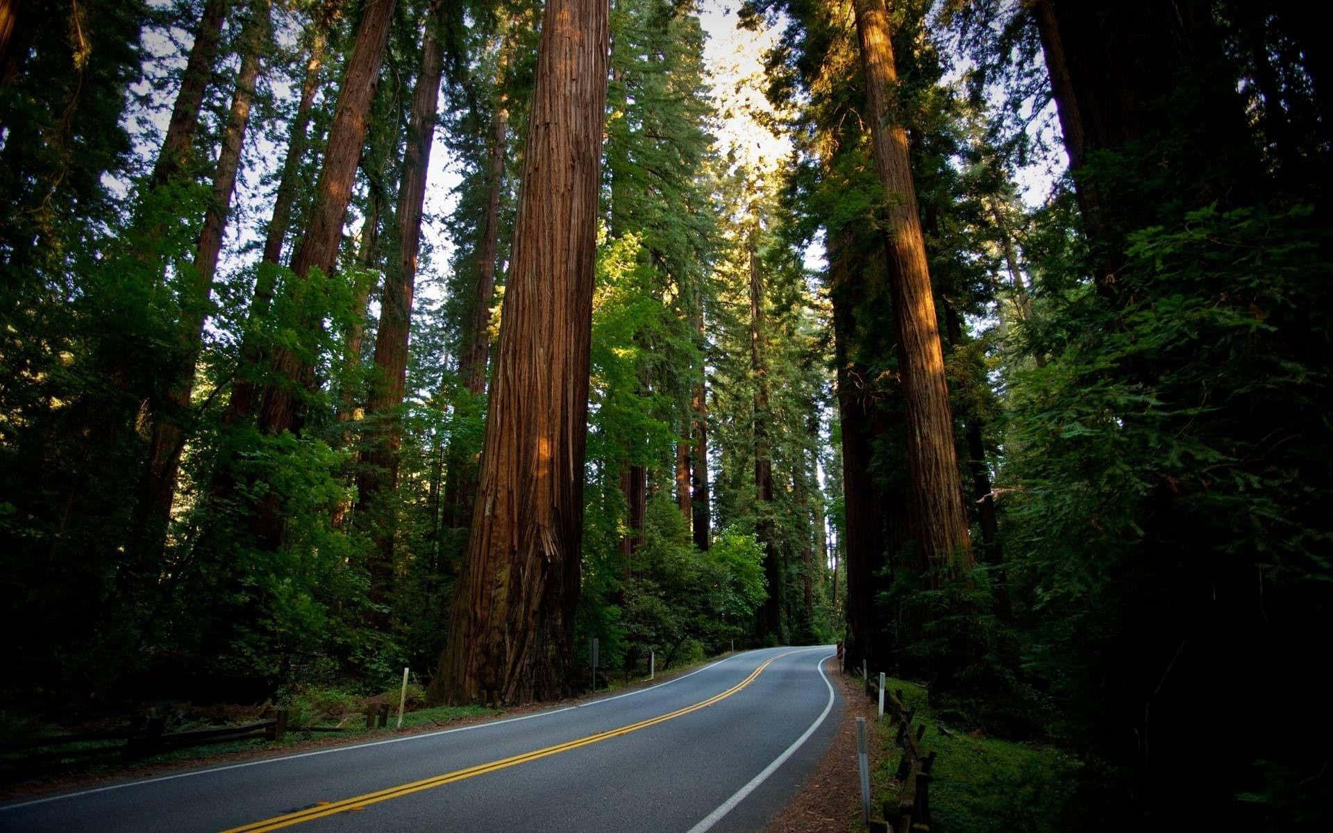 Redwood National Park Forest Road Background