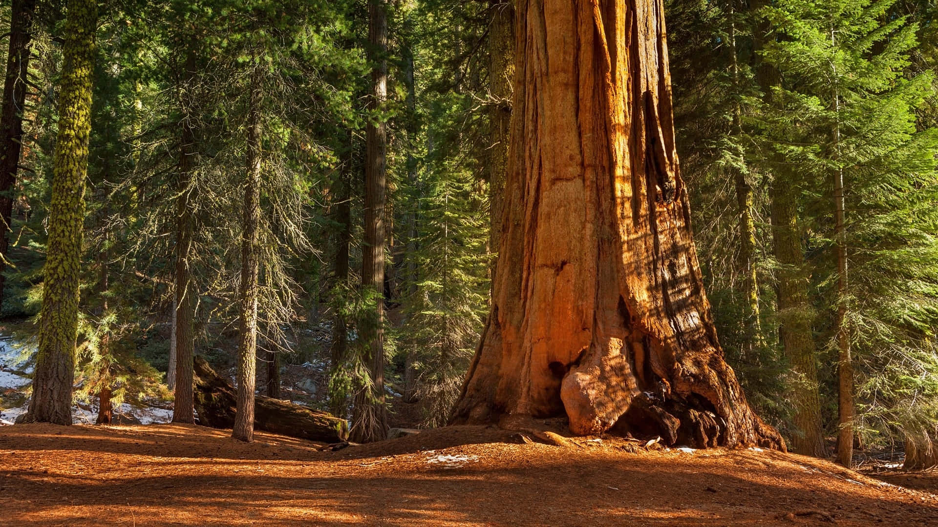 Redwood National Park Gigantic Redwood Tree Background