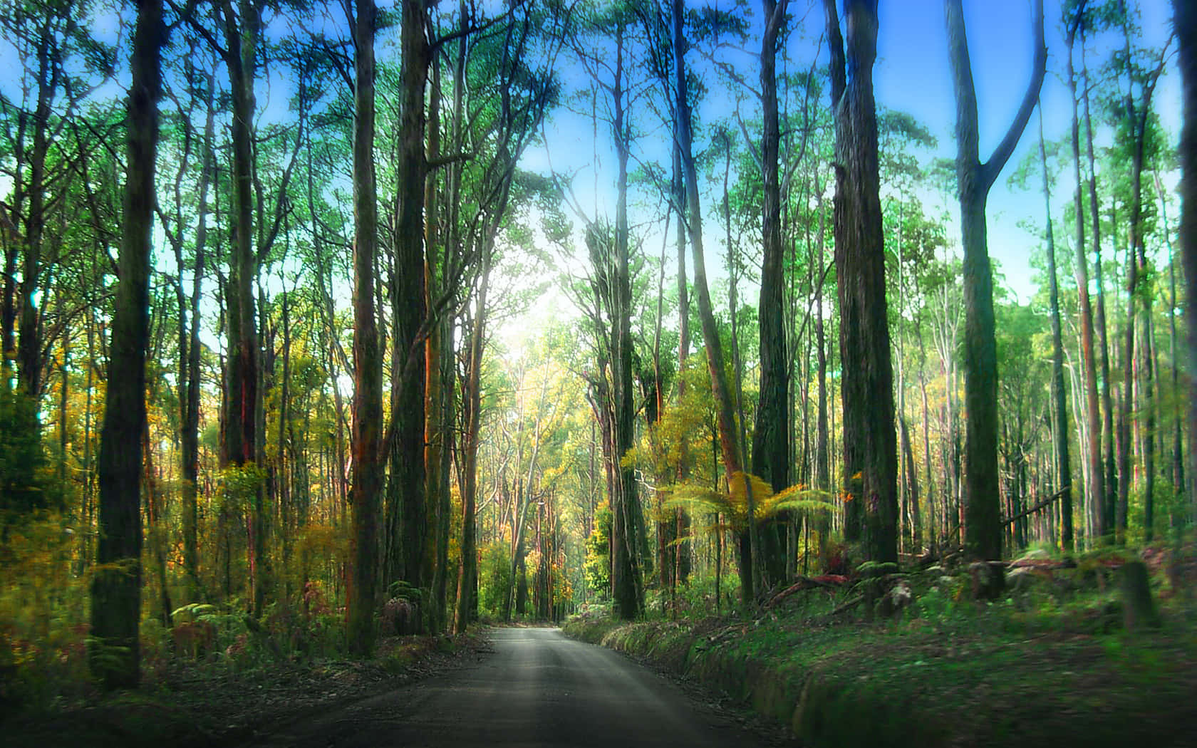 Redwood National Park Hiking Trail Background