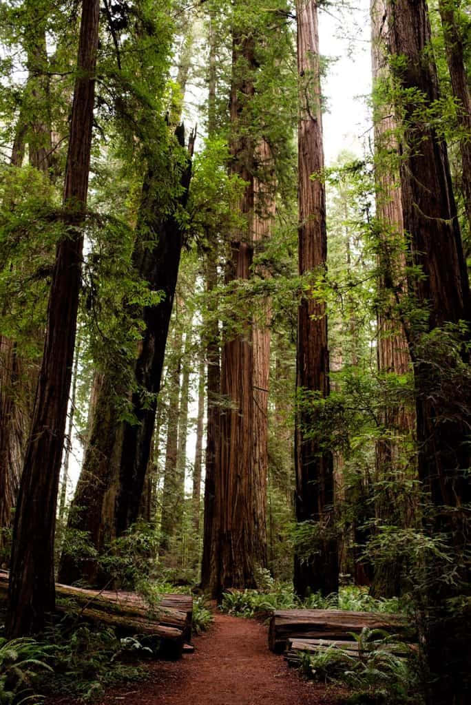Redwood National Park Massive Ancient Trees Background