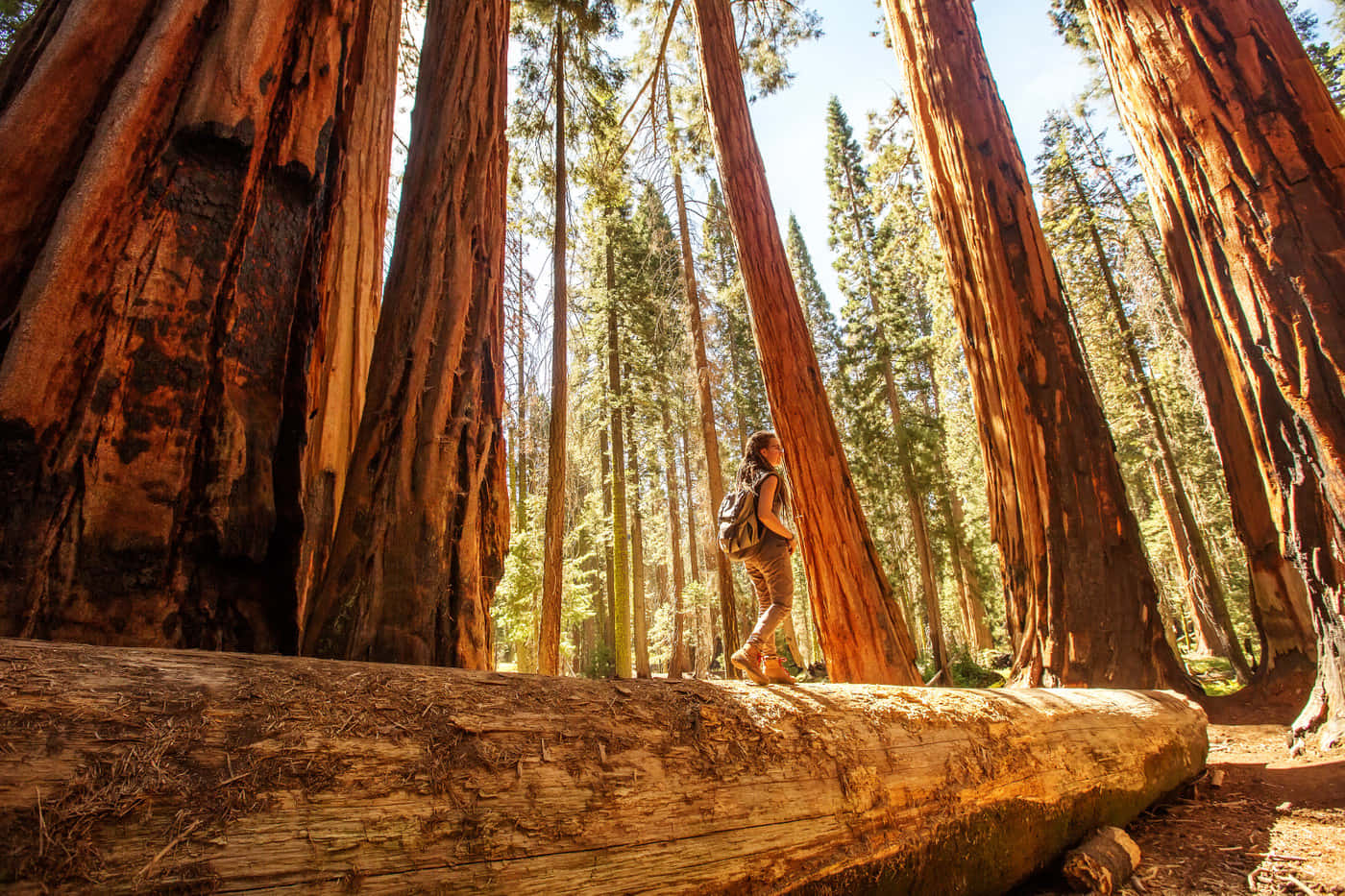 Redwood National Park Massive Redwood Log Background