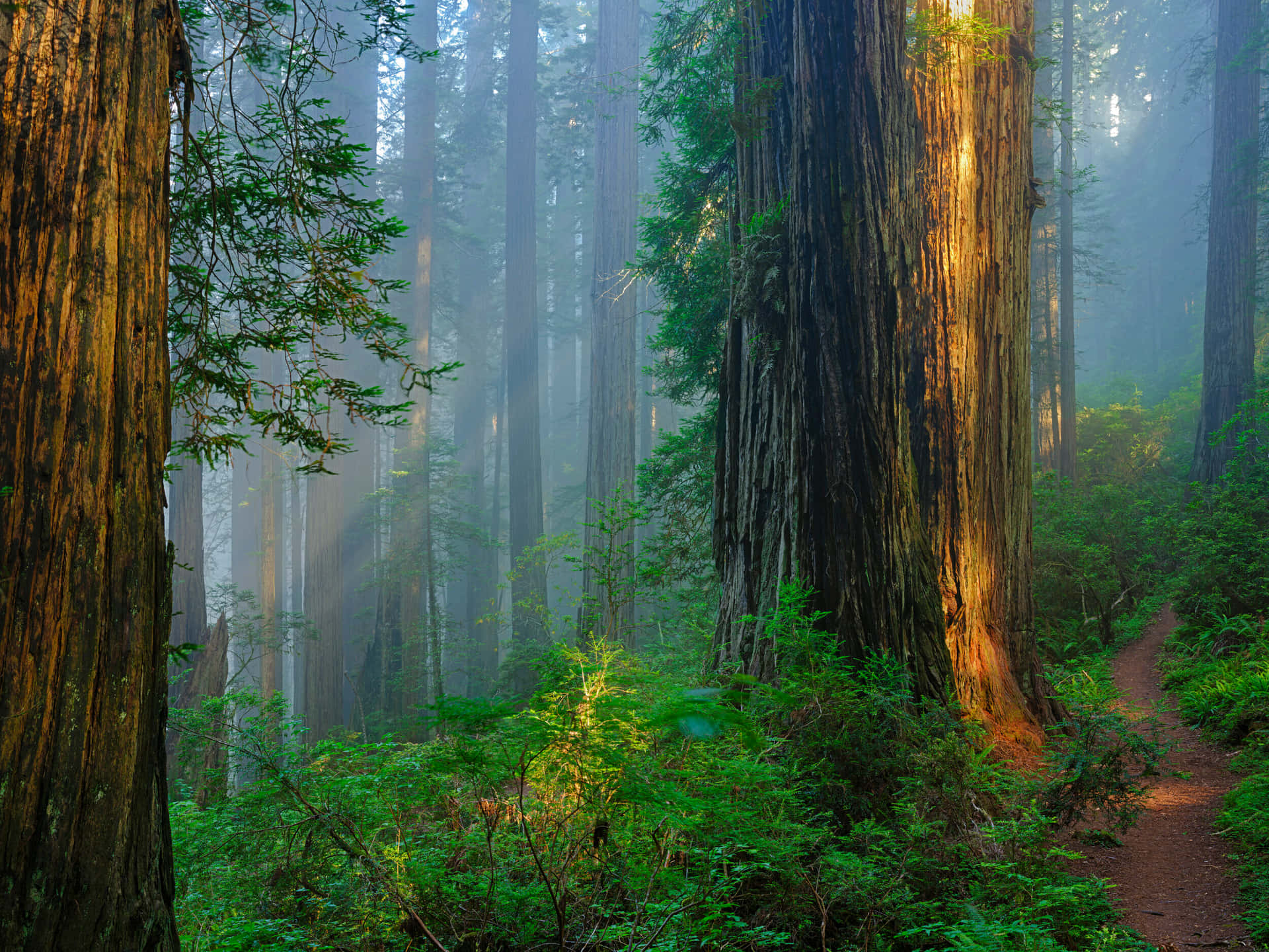 Redwood National Park Massive Trees