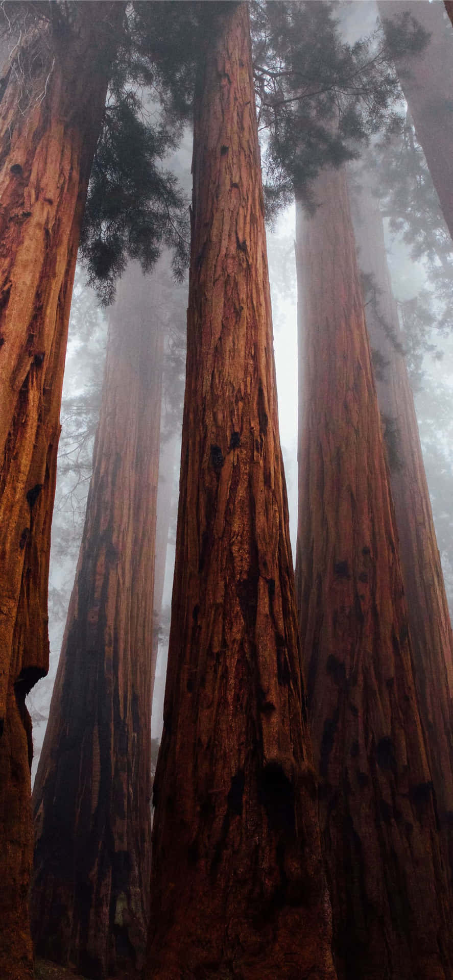 Redwood National Park Misty Forest Background
