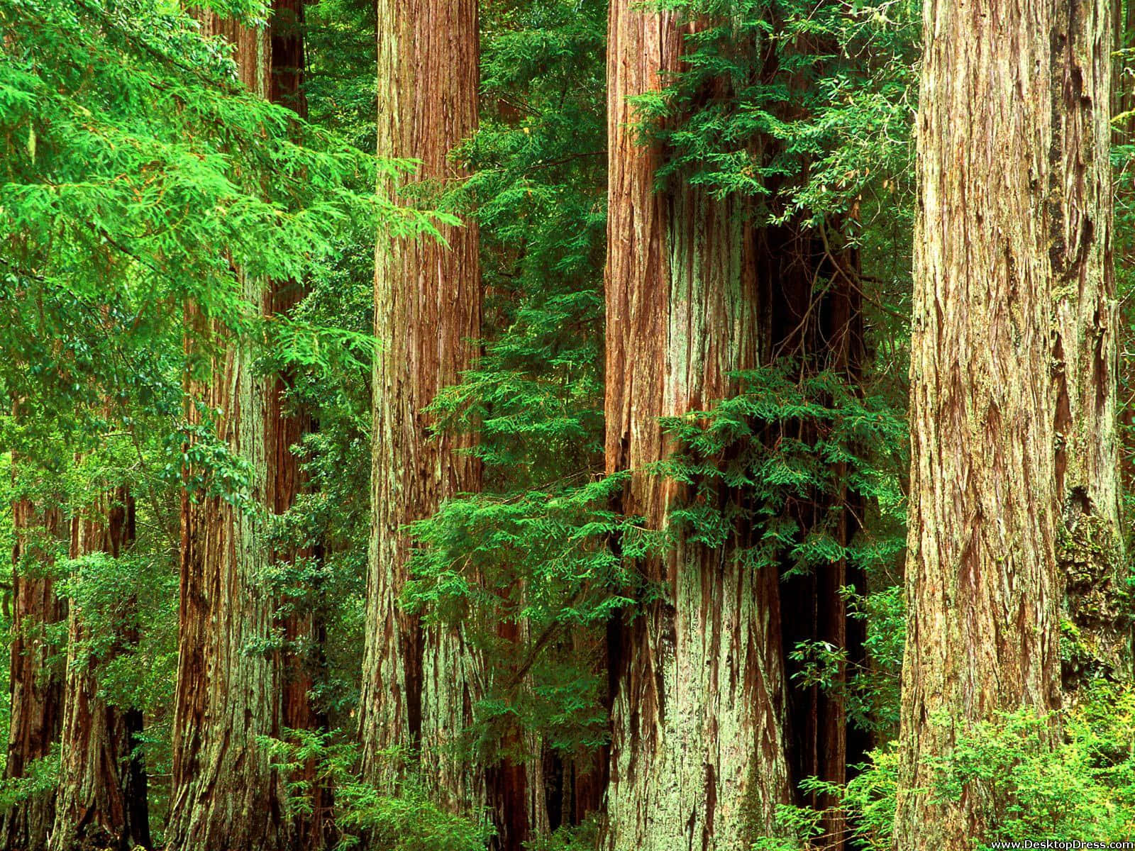 Redwood National Park Moss-covered Trees Background
