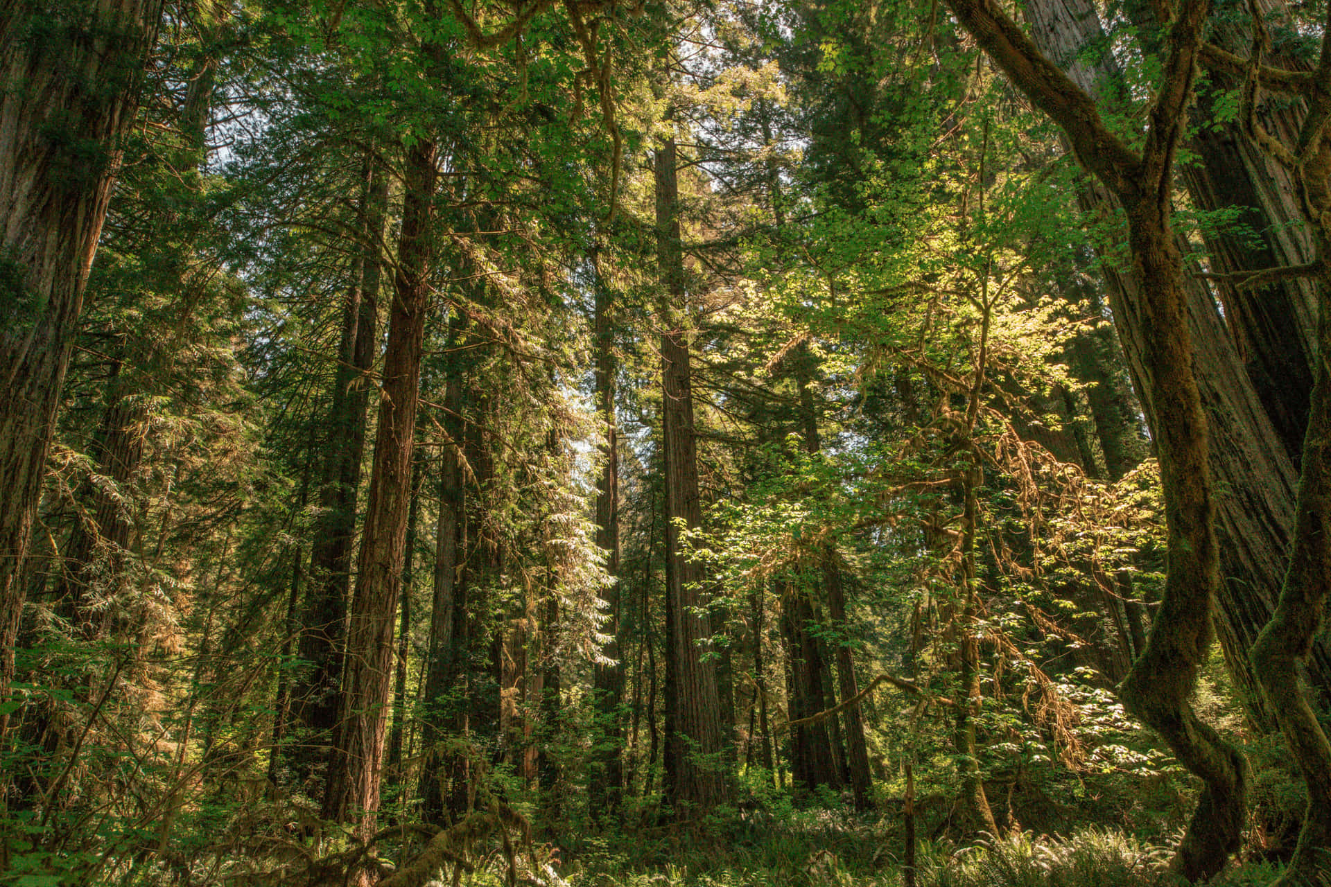 Redwood National Park Native Trees Background