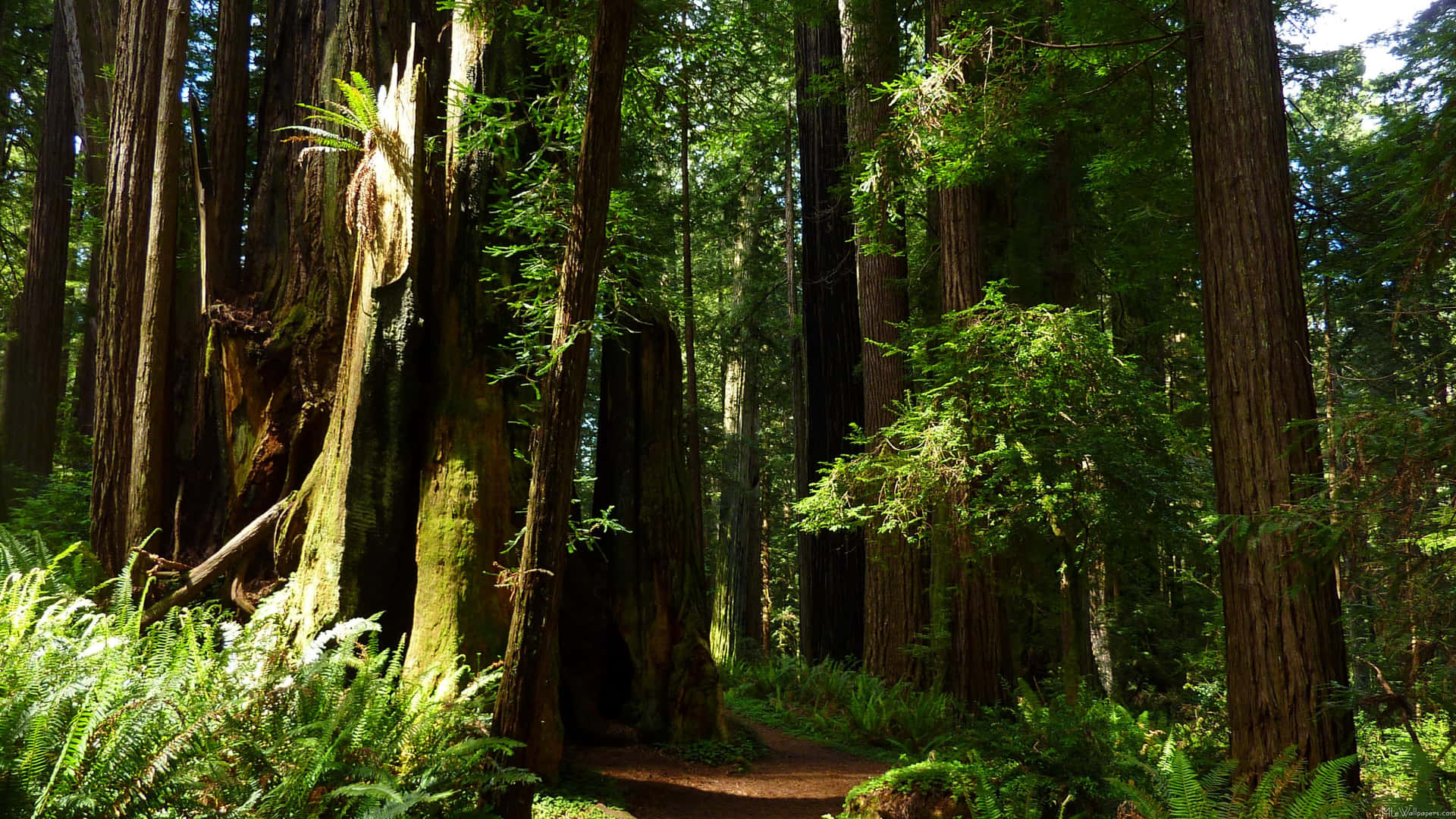 Redwood National Park Old-growth Forest Background