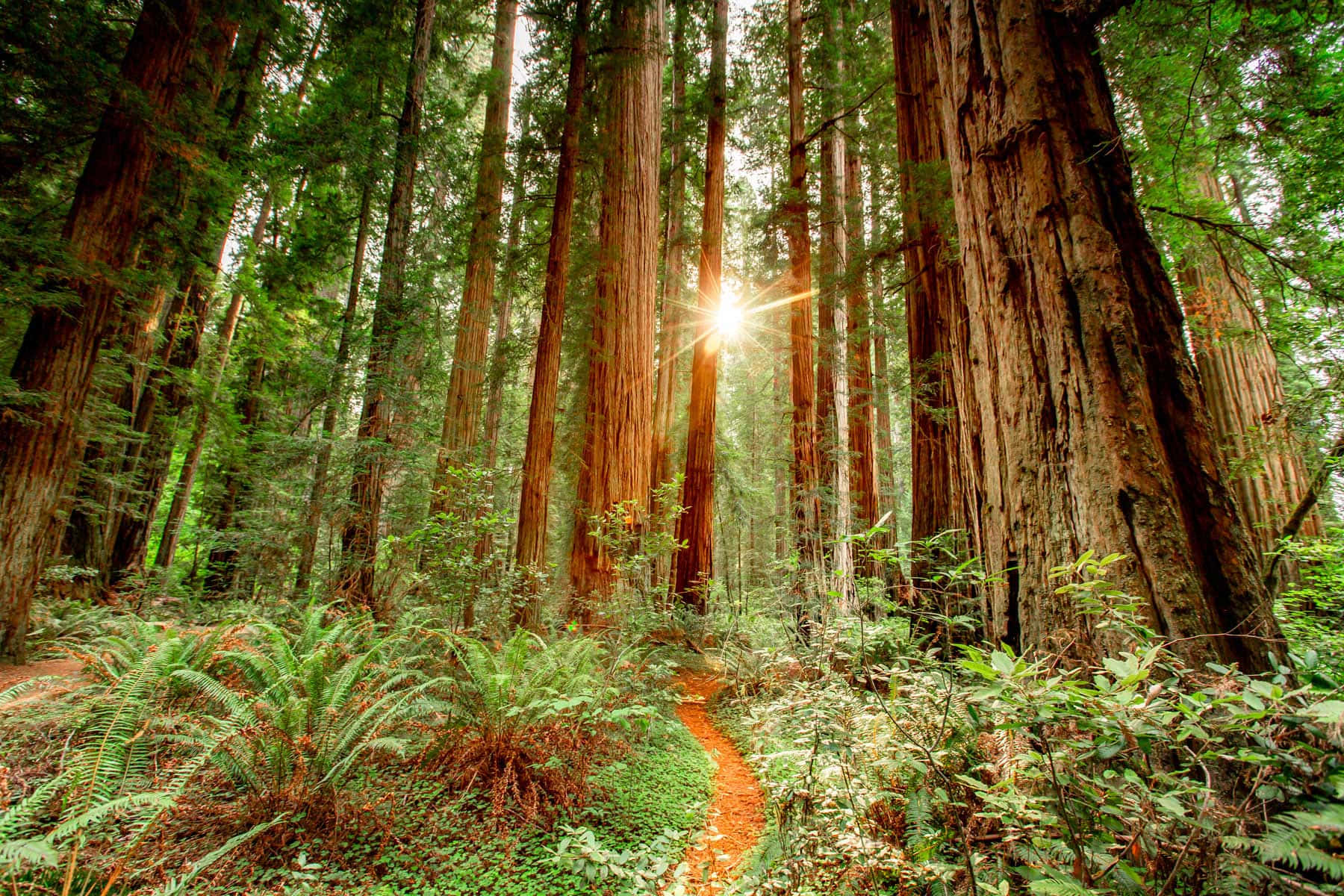 Redwood National Park Old-growth Redwood Trees Background