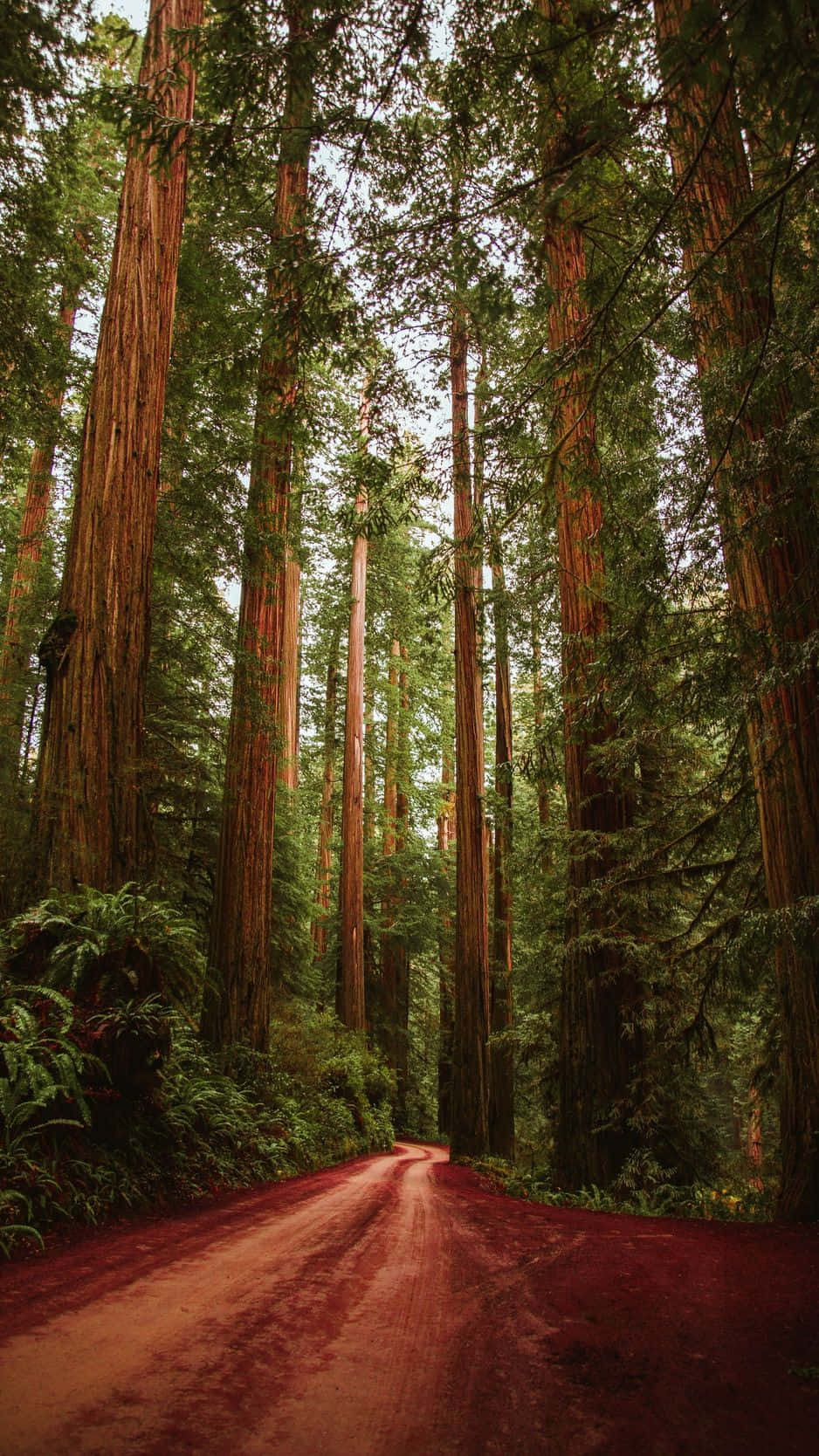 Redwood National Park Red Mud Background
