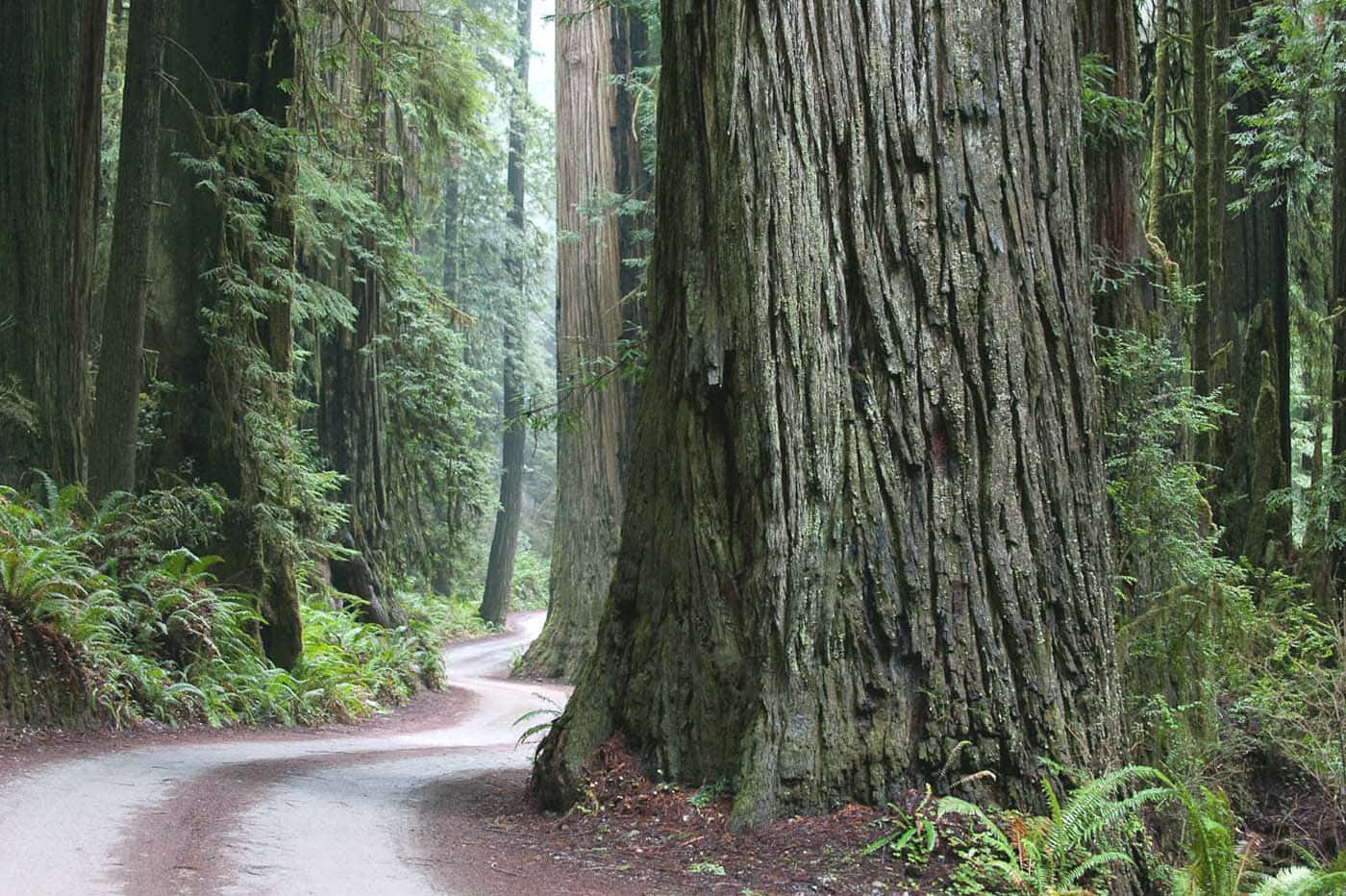 Redwood National Park Redwood Forest Background