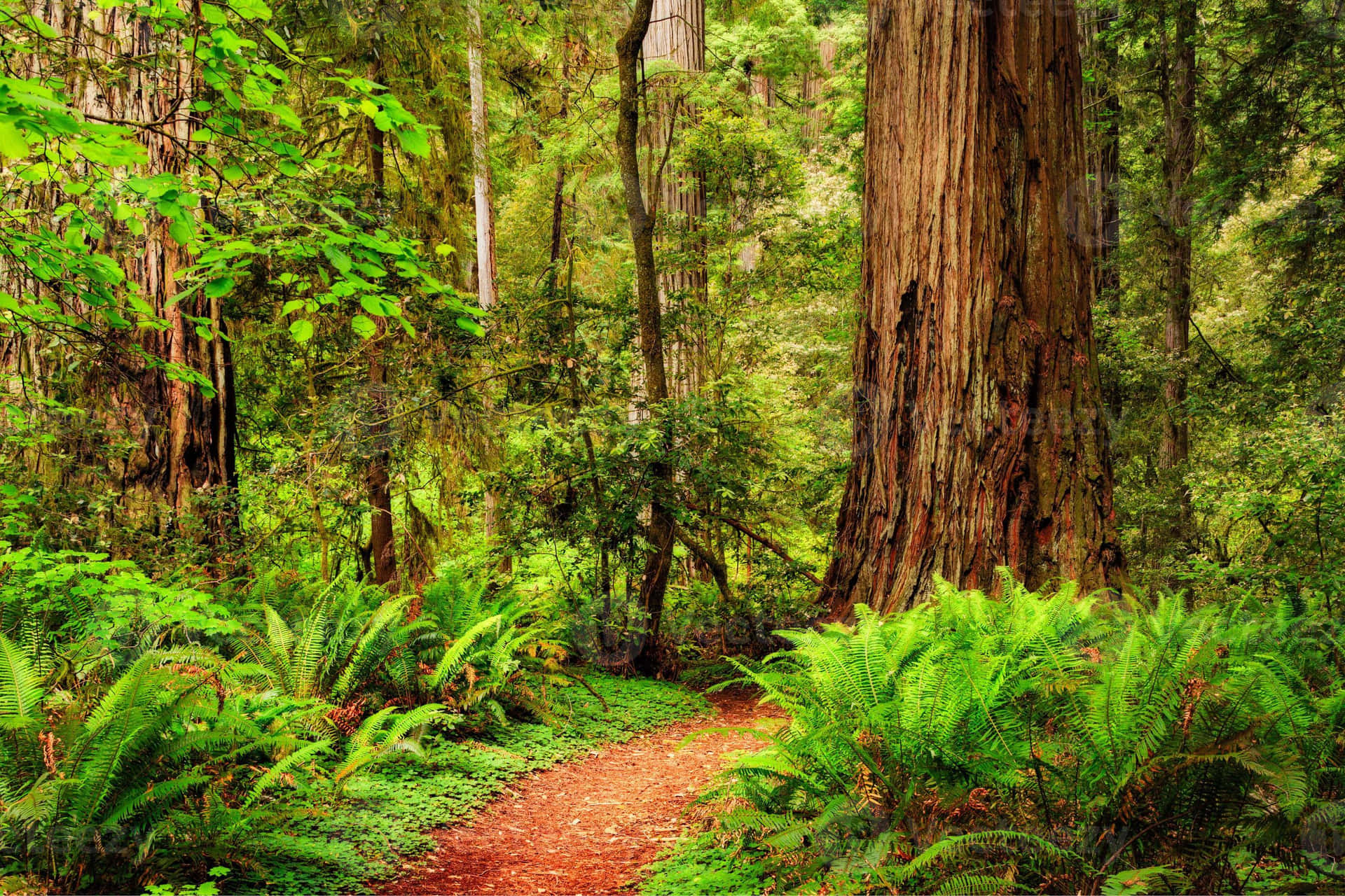 Redwood National Park Secluded Hiking Trail