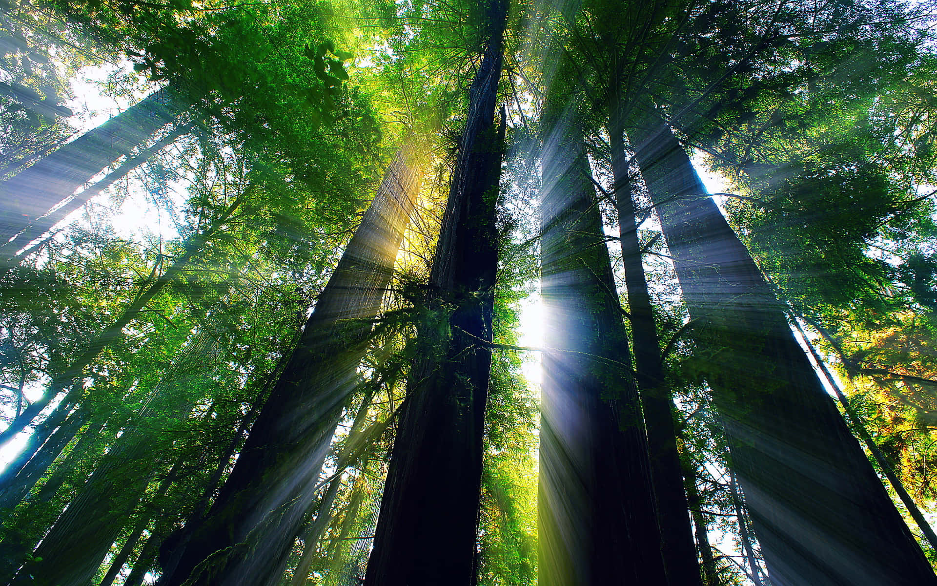 Redwood National Park Silhouette Of Trees Background