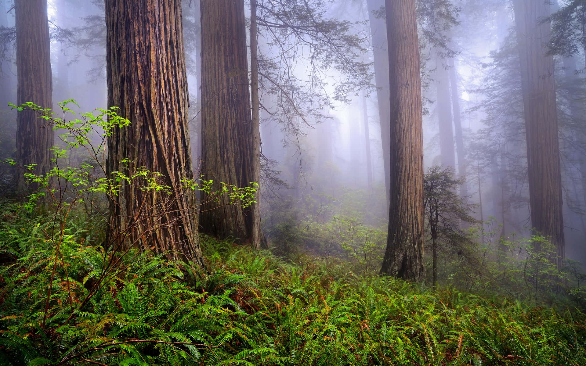 Redwood National Park Textured Tree Trunks
