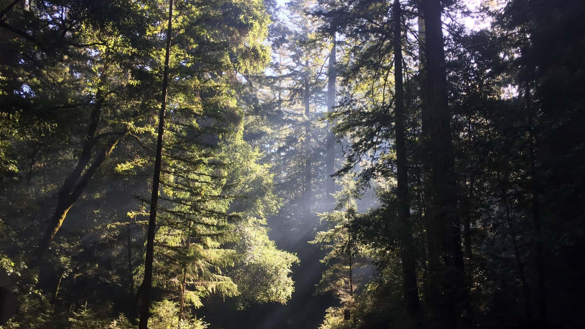 Redwood National Park Thick Tree Canopy Background